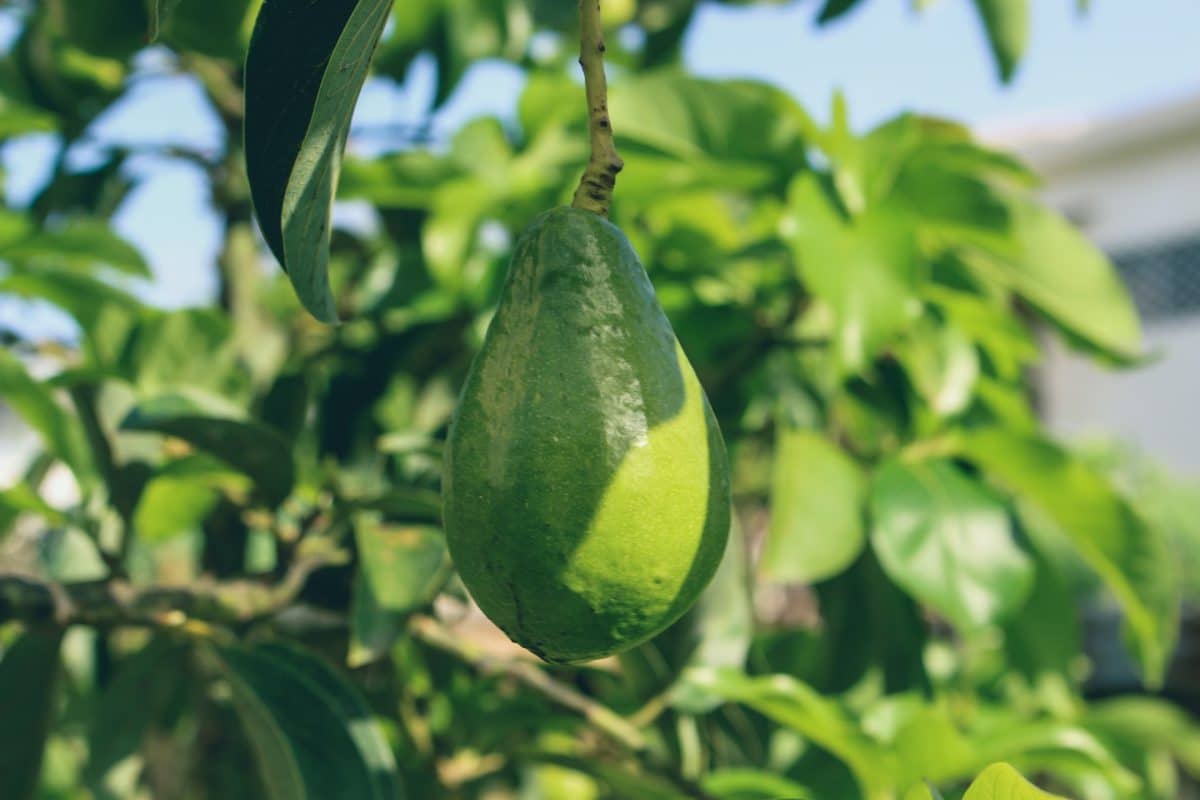 Quels sont les meilleurs conseils d’achat pour un avocatier ?