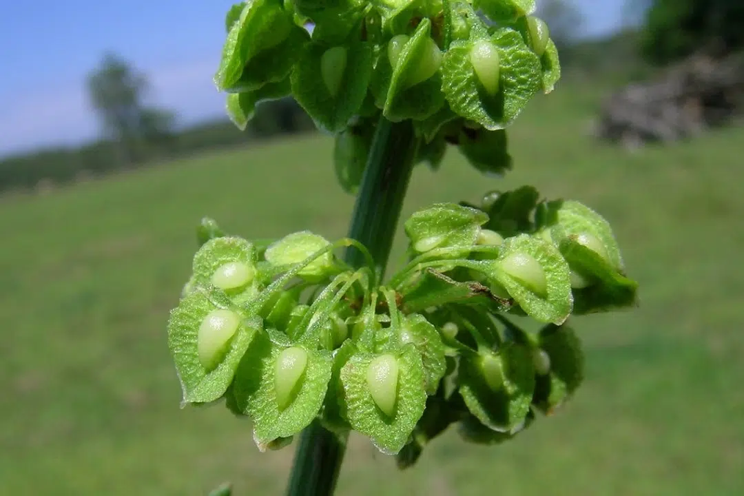 Rumex : savez-vous ce que c’est ?