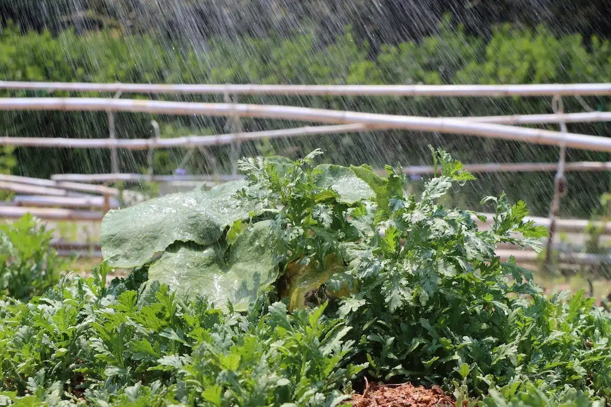 Comment arroser les courgettes : conseils et astuces pour une croissance optimale