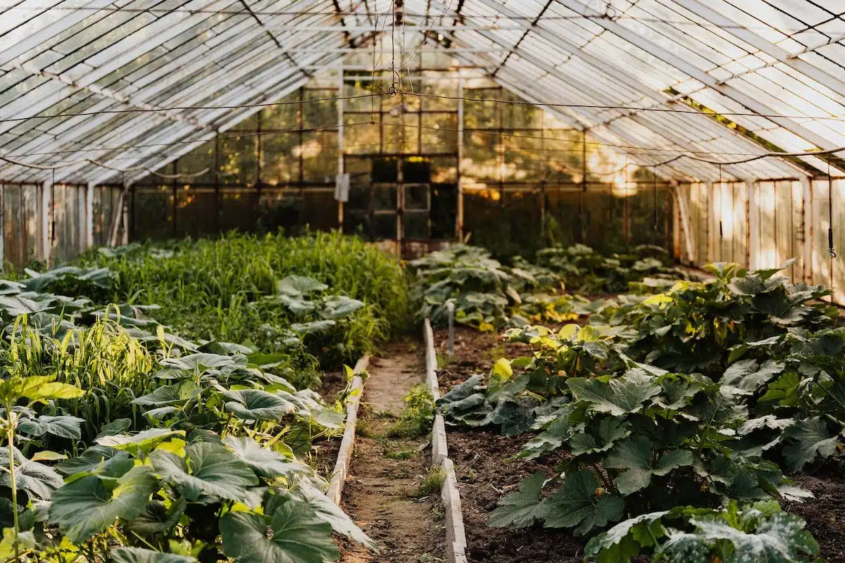 Comment faire de l’ombre au potager : 4 solutions naturelles pour protéger vos légumes.