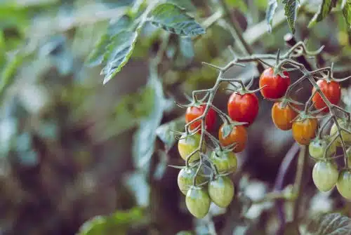 Cultiver la tomate : comprendre le processus de la fleur à la tomate