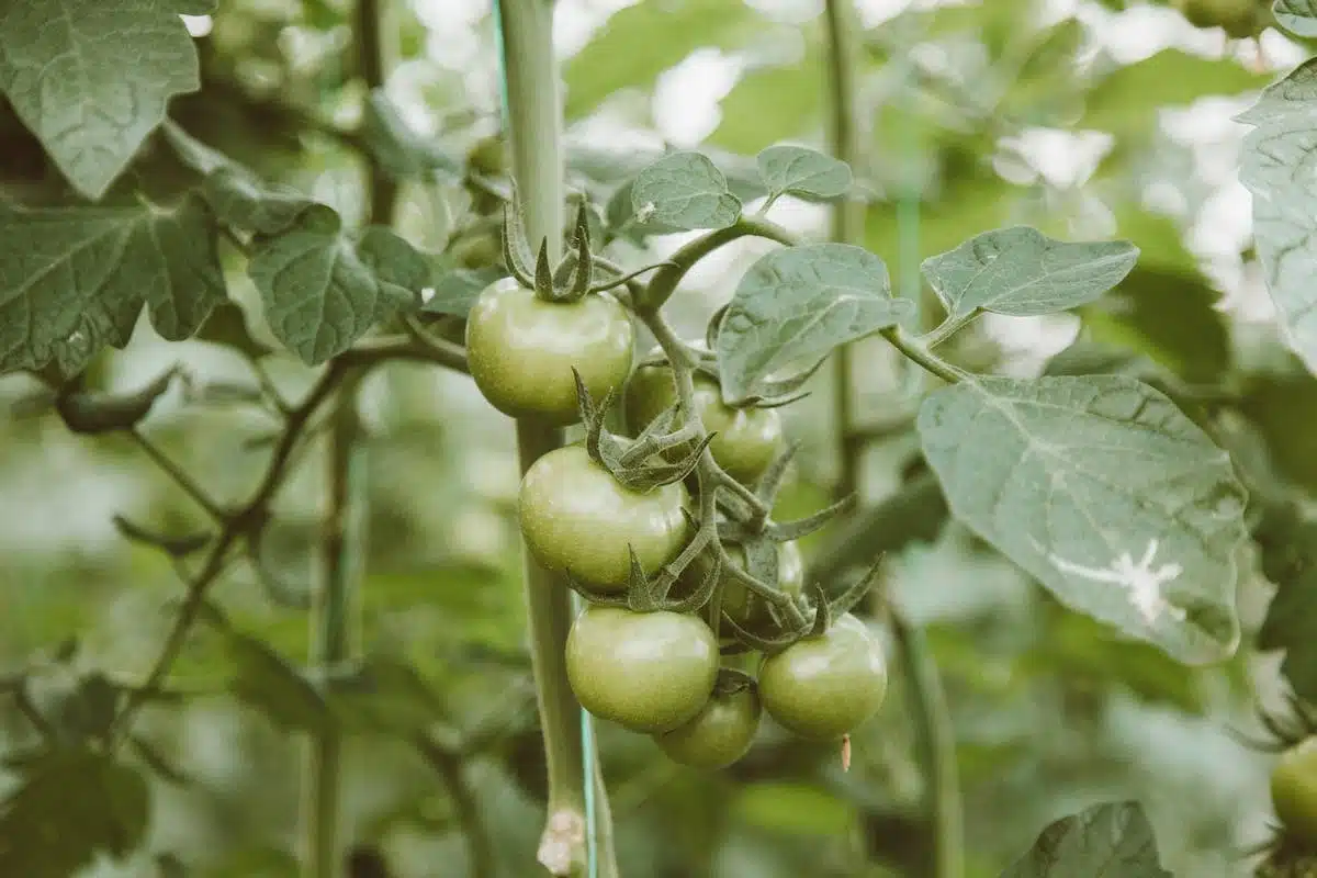 tomate  cultivation