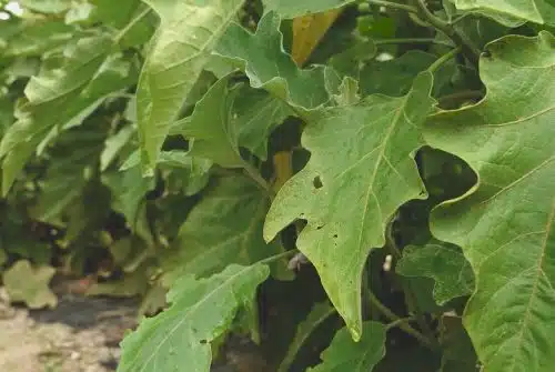 Comment résoudre l’oïdium des tomates : des solutions naturelles pour éliminer les tâches blanches sur les feuilles