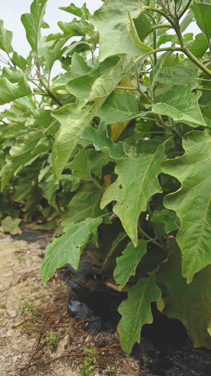 Comment résoudre l’oïdium des tomates : des solutions naturelles pour éliminer les tâches blanches sur les feuilles