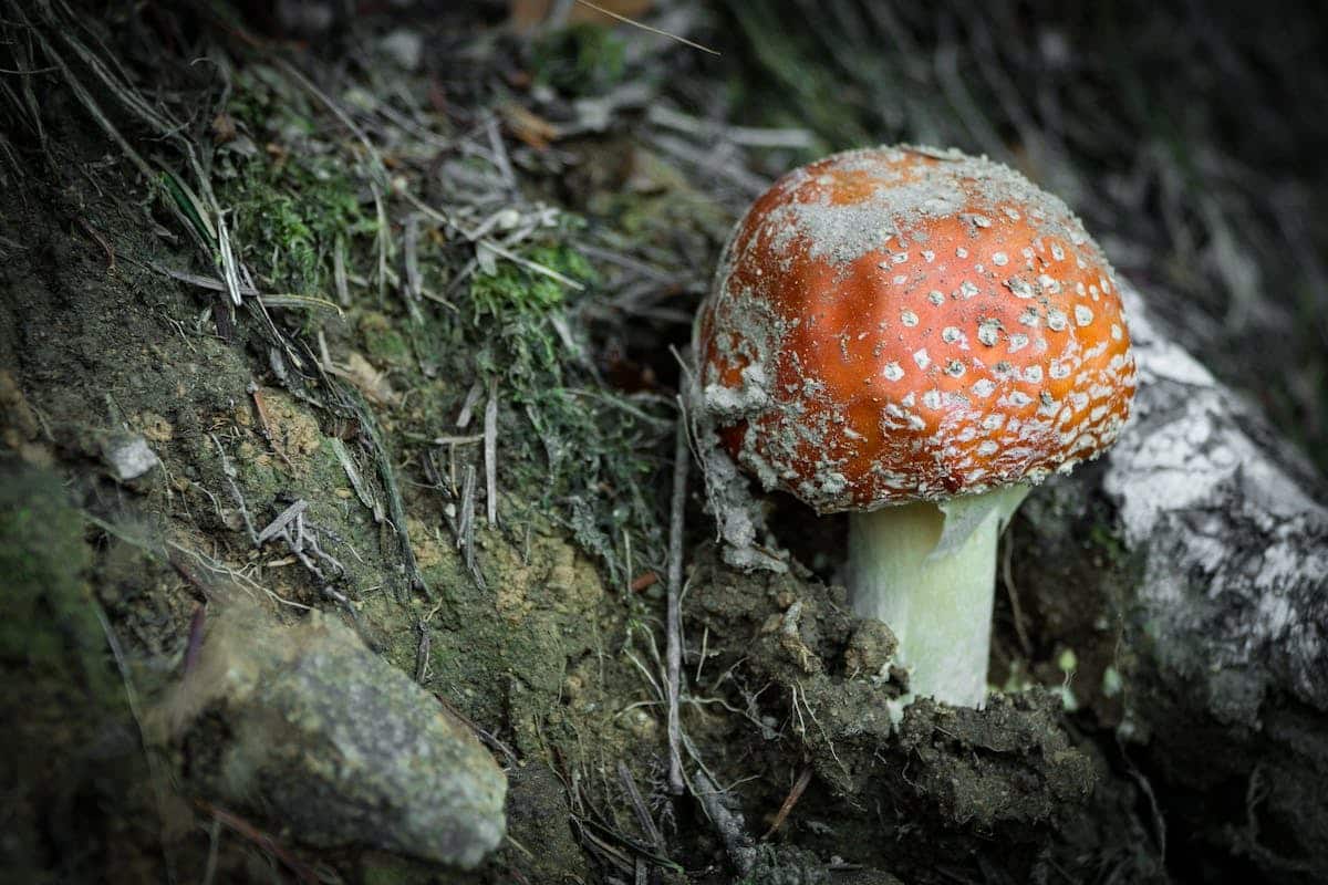 Champignon orange : Découvrez les meilleurs champignons comestibles