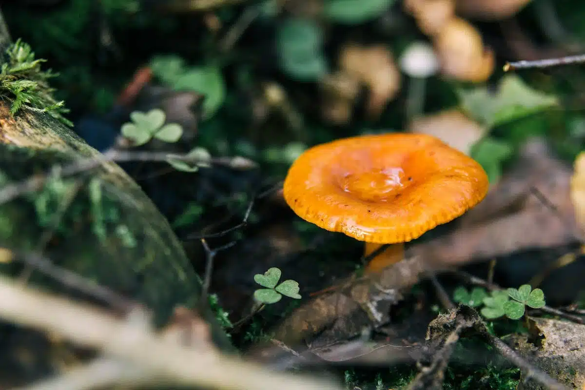 champignon orange