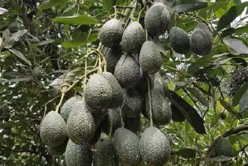 Comment se cultive un avocat ?