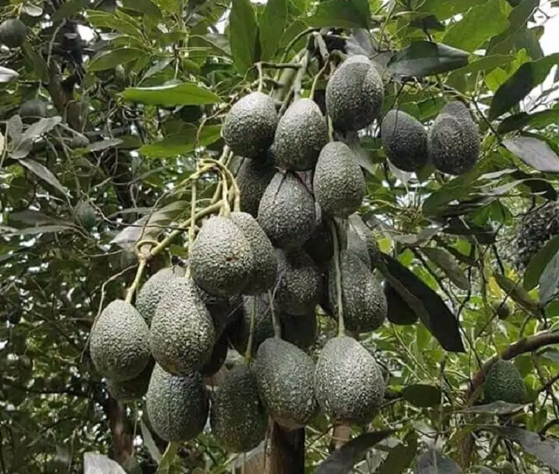 Comment se cultive un avocat ?