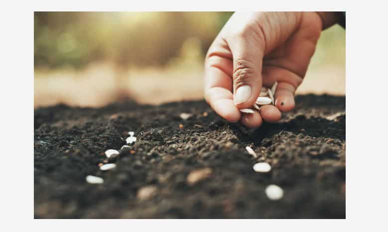 Jardin potager, cultiver à partir de semences ou de plants