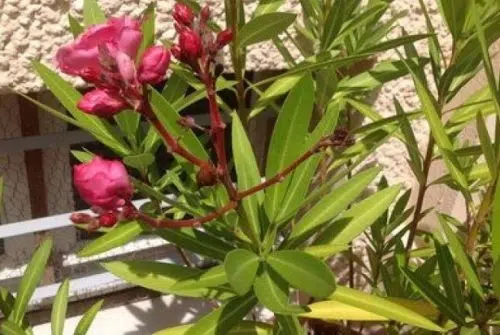 Quand traiter le laurier rose ?