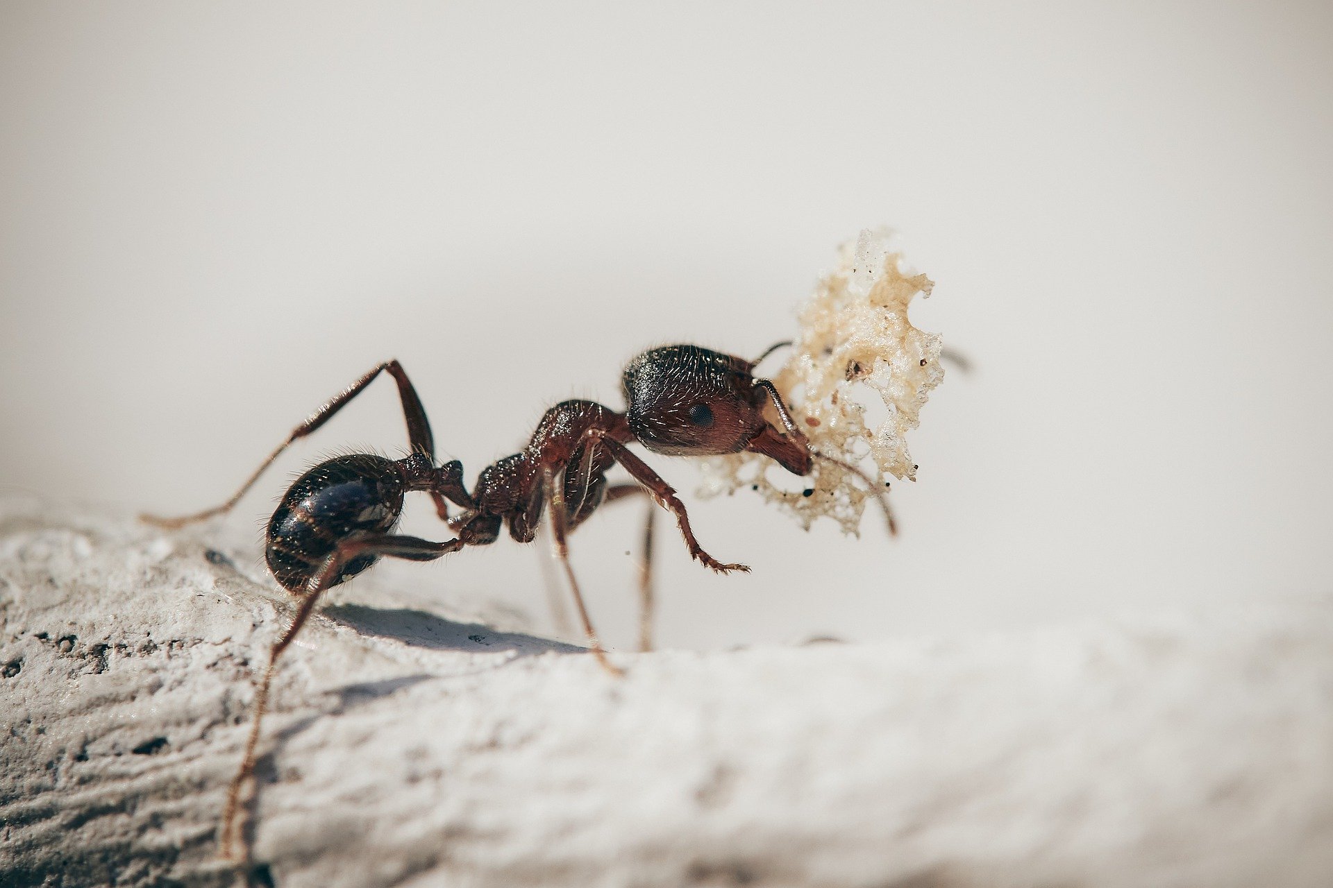 Comment tuer des fourmis ?