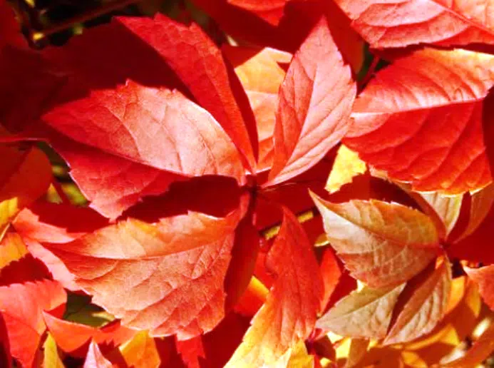 Comment presser les feuilles d’automne ?