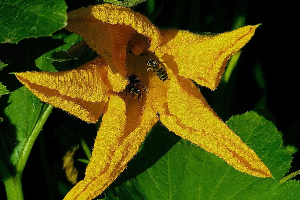 6 raisons pour lesquelles vos feuilles de courgette jaunissent et comment les résoudre