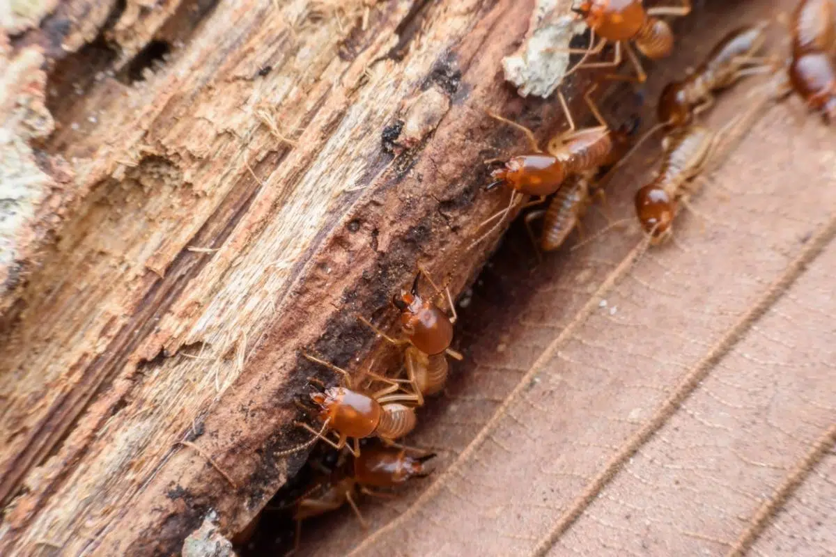 Pourquoi faire un diagnostic immobilier termites à Montpellier ?