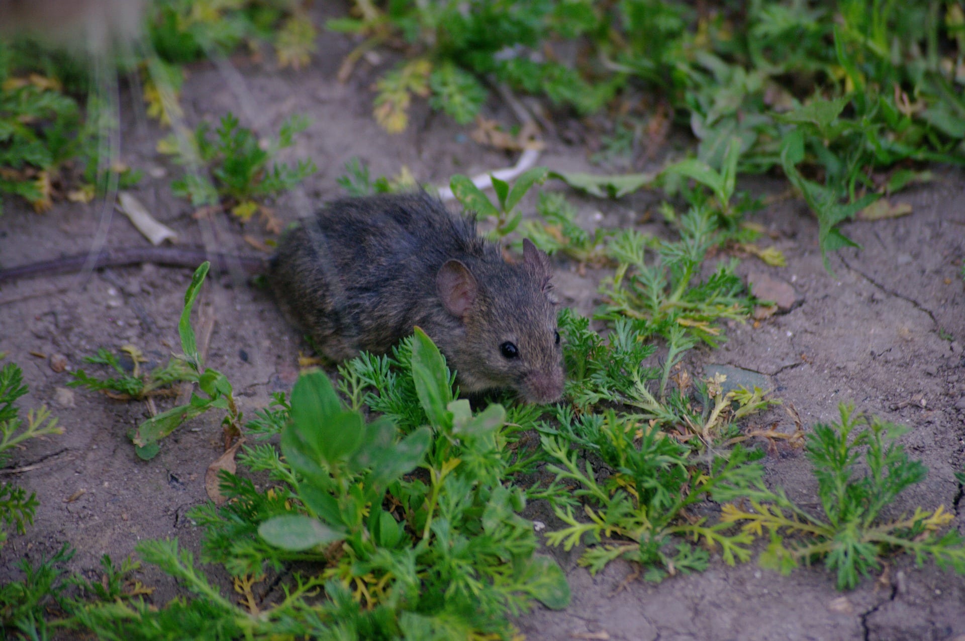 Comment se débarrasser des souris ?