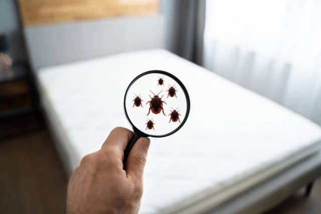 3 méthodes de détection des punaises de lit