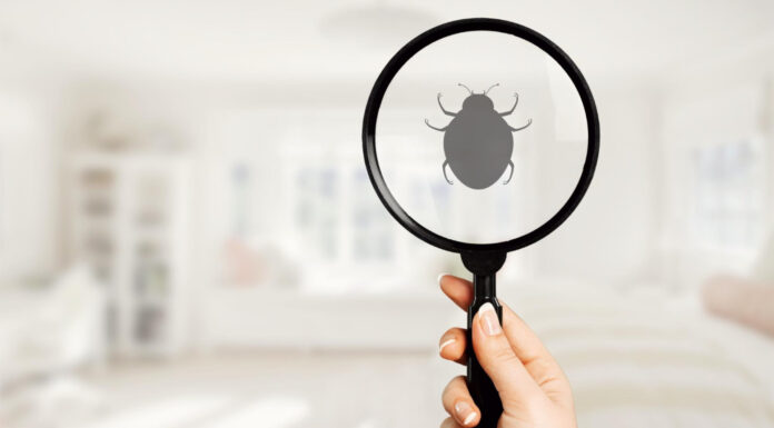 Punaises de lit à Rayol Canadel : comment les repérer et quel traitement choisir ?