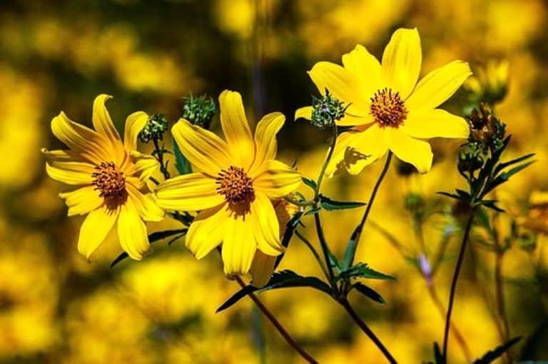 Comment faire pousser la coreopsis ?