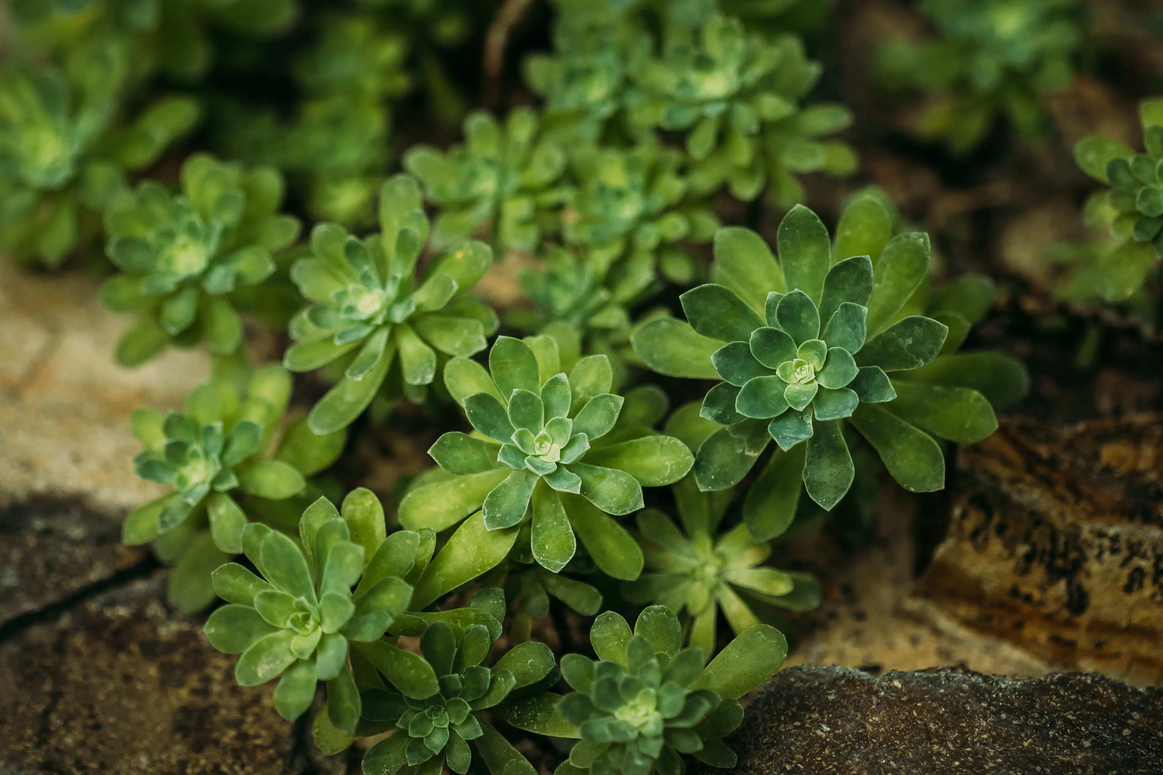 Que sont les thrips et pourquoi sont-ils une menace contre votre jardin ?